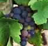 merlot_grape